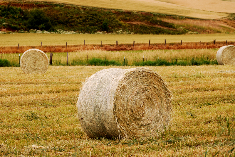 Round bale of hay