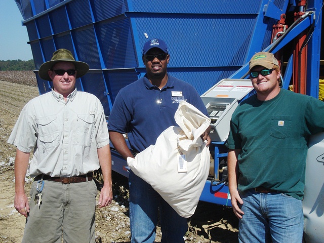 Dr. Chris Main, JC Dupree, and Graduate Assistant sampling cotton. 